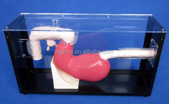Examen gastroscópico avanzado y modelo de formación ERCP para lesiones gastrointestinales