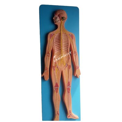 Ciencias médicas Modelo anatómico del sistema nervioso humano para hospitales y clínicas
