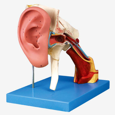 Enseñanza avanzada de la anatomía del oído de PVC Modelo 4 veces estructura amplificada oído externo y medio