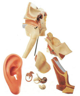 Enseñanza avanzada de la anatomía del oído de PVC Modelo 4 veces estructura amplificada oído externo y medio