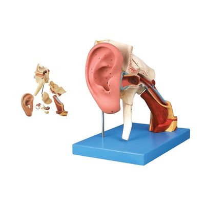 Enseñanza avanzada de la anatomía del oído de PVC Modelo 4 veces estructura amplificada oído externo y medio