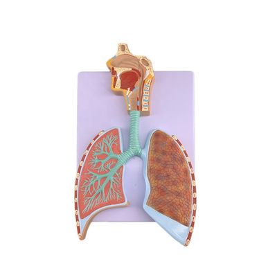 Modelo avanzado de anatomía pulmonar de PVC para una demostración precisa del sistema respiratorio