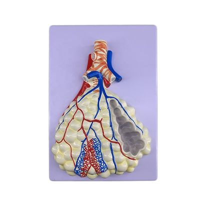Modelo avanzado de anatomía pulmonar de PVC para una demostración precisa del sistema respiratorio