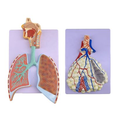 Modelo avanzado de anatomía pulmonar de PVC para una demostración precisa del sistema respiratorio