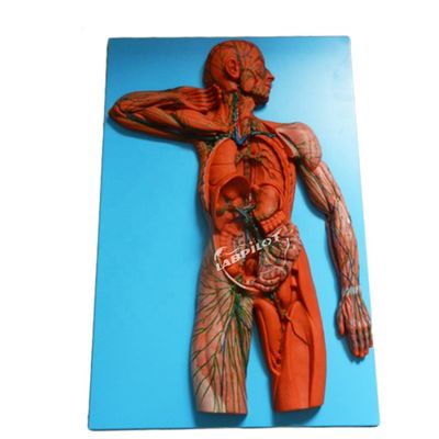 Sistema inmune humano Modelo de enseñanza anatómica Simulador 3D para órgano del sistema linfático