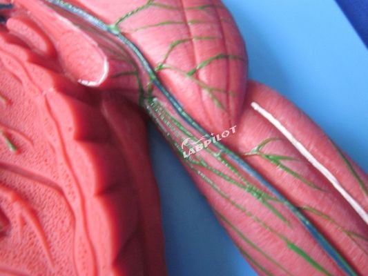 Sistema inmune humano Modelo de enseñanza anatómica Simulador 3D para órgano del sistema linfático