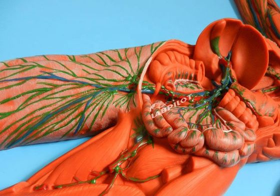 Sistema inmune humano Modelo de enseñanza anatómica Simulador 3D para órgano del sistema linfático