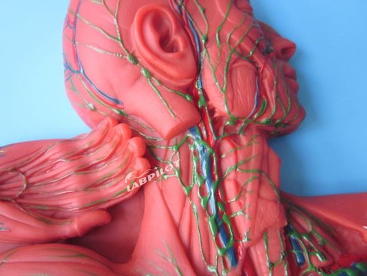 Sistema inmune humano Modelo de enseñanza anatómica Simulador 3D para órgano del sistema linfático