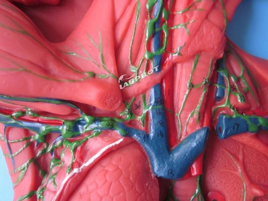 Sistema inmune humano Modelo de enseñanza anatómica Simulador 3D para órgano del sistema linfático