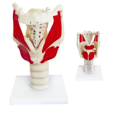 Demostración anatómica HOT Laringe Modelo funcional PVC avanzado para la enseñanza de la garganta