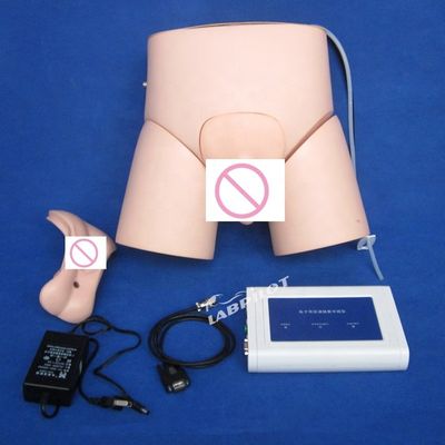 Maniquí de cateterismo de enfermería avanzado con controlador de PVC para tamaño humano