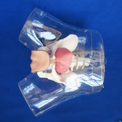 Entrenador de cateterismo uretral femenino de PVC transparente avanzado para entrenamiento de enfermería