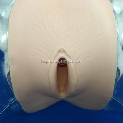 Maniquí Dilatación transparente y curetaje del maniquí uterino para el entrenamiento del aborto