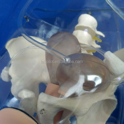 Maniquí Dilatación transparente y curetaje del maniquí uterino para el entrenamiento del aborto