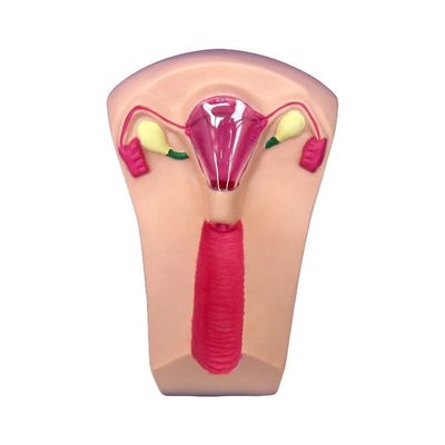 Ciencias Médicas PVC IUD Inserción Entrenador Uterino Femenino dispositivo intrauterino modelo simulador