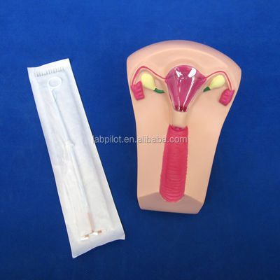 Ciencias Médicas PVC IUD Inserción Entrenador Uterino Femenino dispositivo intrauterino modelo simulador