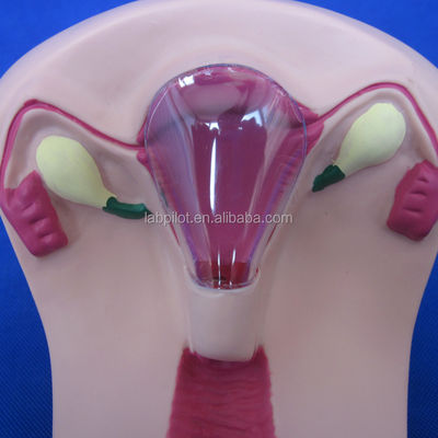 Ciencias Médicas PVC IUD Inserción Entrenador Uterino Femenino dispositivo intrauterino modelo simulador