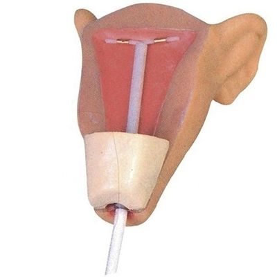 Simulador de enfermería realista para entrenamiento anticonceptivo modelo de anatomía médica del DIU femenino