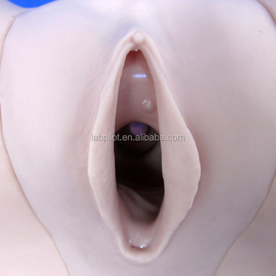 Mejorar las técnicas clínicas de enfermería con el simulador anticonceptivo femenino y el modelo de DIU