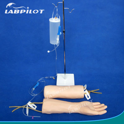 Modelo de formación en venta de inyecciones para la enseñanza de la perfusión intravenosa y la transfusión de sangre
