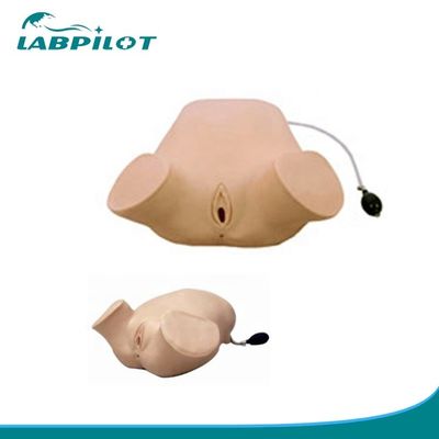 Mujeres embarazadas de PVC Simulador de examen vaginal de maniobras de Leopold de palpación en cuatro pasos