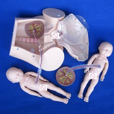 Tamaño de vida humana muñeca embarazada bebé simulador de parto para la ciencia médica modelo