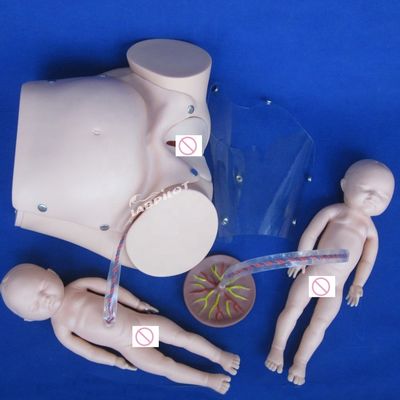 Tamaño de vida humana muñeca embarazada bebé simulador de parto para la ciencia médica modelo