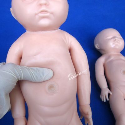 Tamaño de vida humana muñeca embarazada bebé simulador de parto para la ciencia médica modelo
