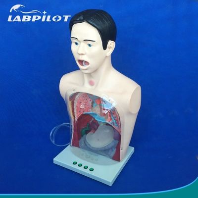 Modelo de lavado gástrico transparente Simulador de tubo de alimentación nasal para formación en enfermería