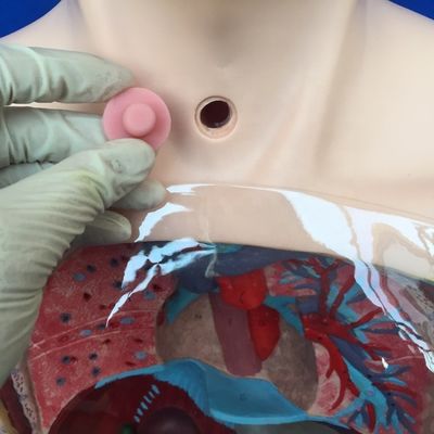 Modelo de lavado gástrico transparente Simulador de tubo de alimentación nasal para formación en enfermería