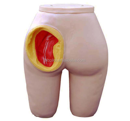 Modelo de entrenamiento para la inyección intramuscular de glúteo de tamaño de vida para el cuidado de pacientes