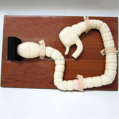 Maniquí para el entrenamiento de examen Sigmoidoscopio Modelo de Intestino Avanzado simulador