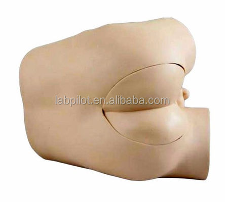 Modelo de capacitación en habilidades de examen rectal con construcción y componentes avanzados de PVC