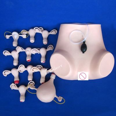Contracepción Examen pélvico del útero Entrenamiento maniquí Ginecología médica Modelo de atención