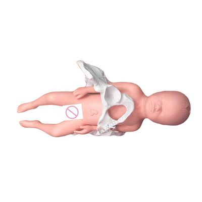 Enseñanza de Medicina Maniquí Modelo Sujeto Ciencia médica con cordón umbilical y placenta