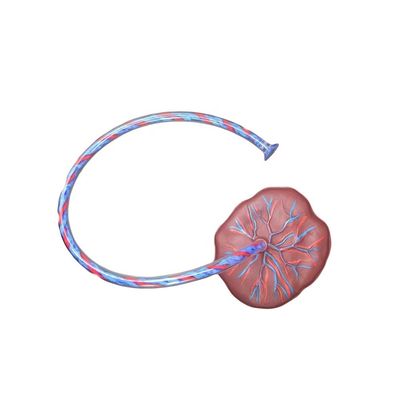 Enseñanza de Medicina Maniquí Modelo Sujeto Ciencia médica con cordón umbilical y placenta