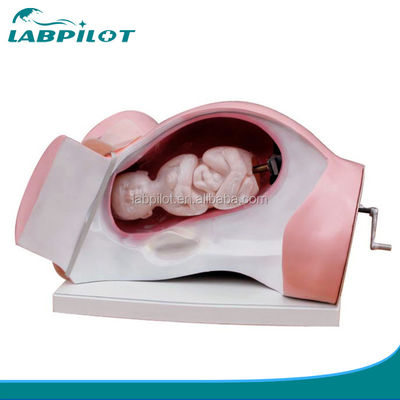 Modelo de parto y simulador de obstetricia para demostración de atención a pacientes