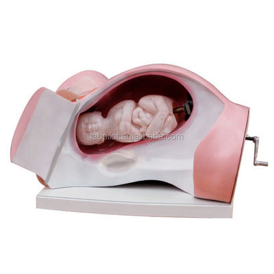 Modelo de parto y simulador de obstetricia para demostración de atención a pacientes