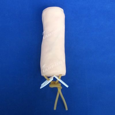 Ciencias Médicas Venipunctura y Transfusión de Sangre Modelo de Práctica con IV Modelo de Codo