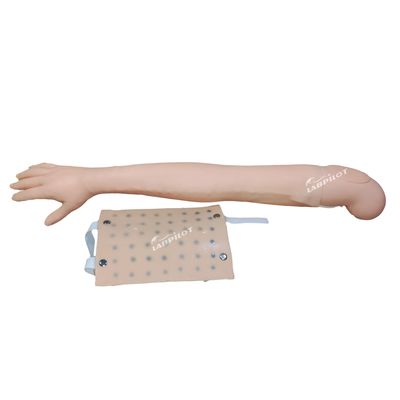 Enseñanza clínica en simulador de brazo completo para la inyección intradérmica y la práctica de la venipunctura