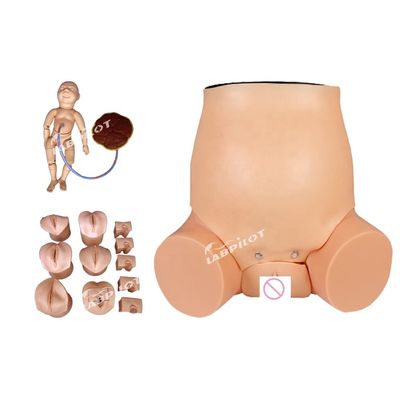 Modelo de obstetricia-ginecología Simulador de cuidado de mujeres embarazadas para la formación en obstetricia