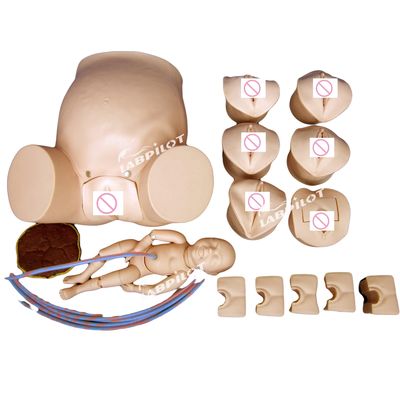 Modelo de obstetricia-ginecología Simulador de cuidado de mujeres embarazadas para la formación en obstetricia