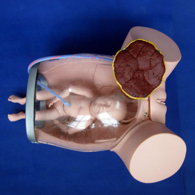 Modelo de obstetricia-ginecología Simulador de cuidado de mujeres embarazadas para la formación en obstetricia