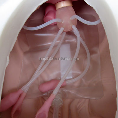 Ciencias médicas Diversas habilidades de enfermería ginecológica Entrenamiento maniquí Examen de pelvis y vagina modelo