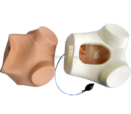 Ciencias médicas Diversas habilidades de enfermería ginecológica Entrenamiento maniquí Examen de pelvis y vagina modelo