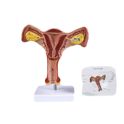 Los órganos genitales internos y externos de la mujer Ciencia médica modelo para la vida humana Tamaño