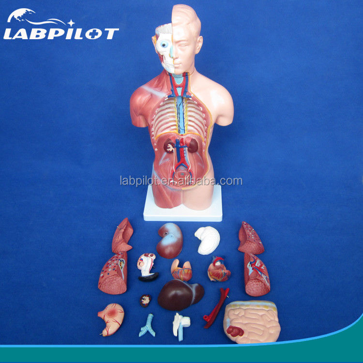 Modelo de torso sin sexo de 42 cm con órganos internos de 18 partes y modelo de anatomía del torso detallado