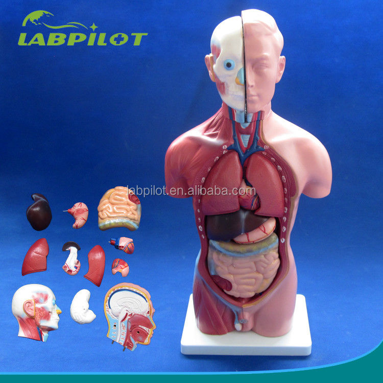 Demostración anatómica 42CM Torso masculino con órganos internos 13 partes Modelo anatómico