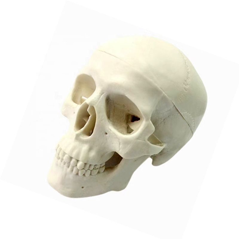 Herramienta de enseñanza de anatomía humana de tamaño natural de lujo