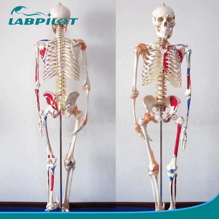 Modelo educativo de Ciencias Médicas Esqueleto de color alto de 180 cm con músculos y ligamentos